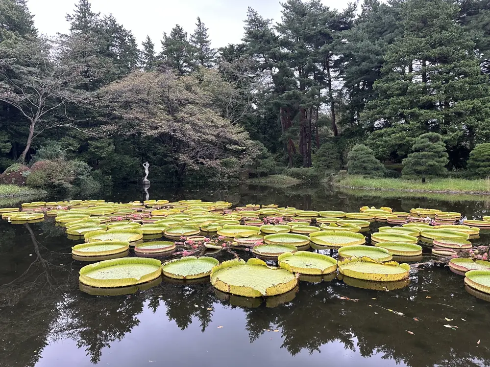 Garden pond with giant lily pads
